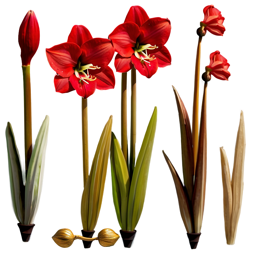 Red Amaryllis Charm Png Fuq63 PNG image