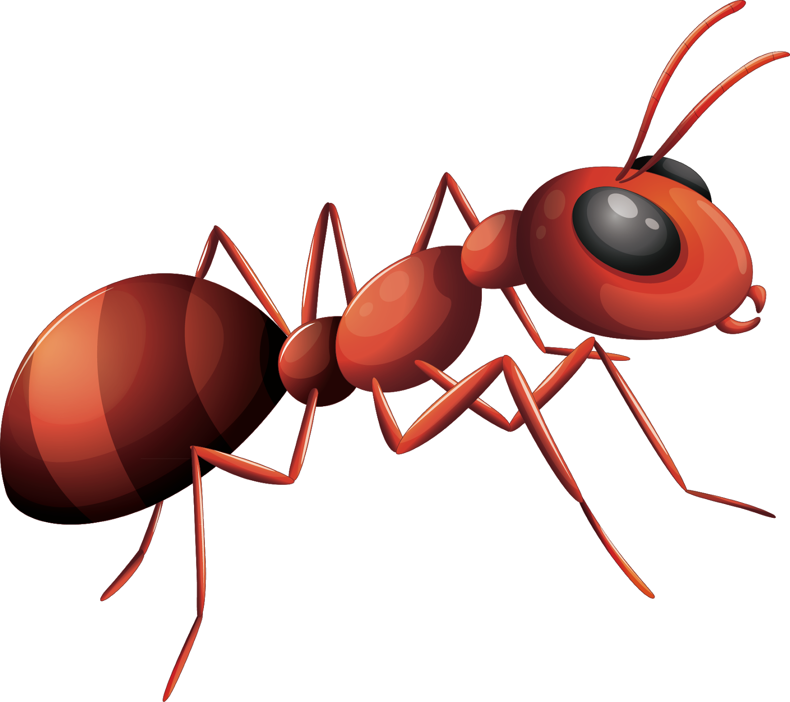 Red Ant Illustration PNG image