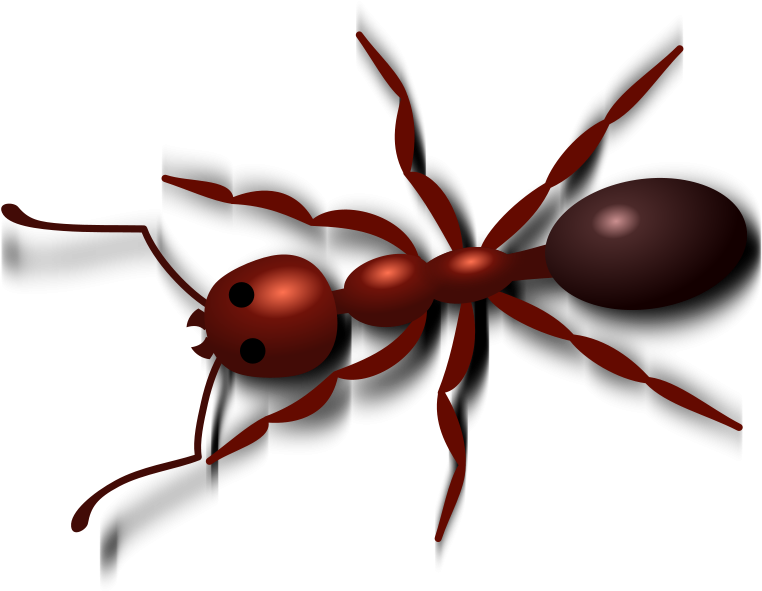 Red Ant Illustration PNG image
