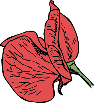 Red Anthurium Vector Illustration PNG image