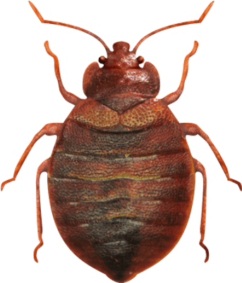 Red Bedbug Closeup PNG image