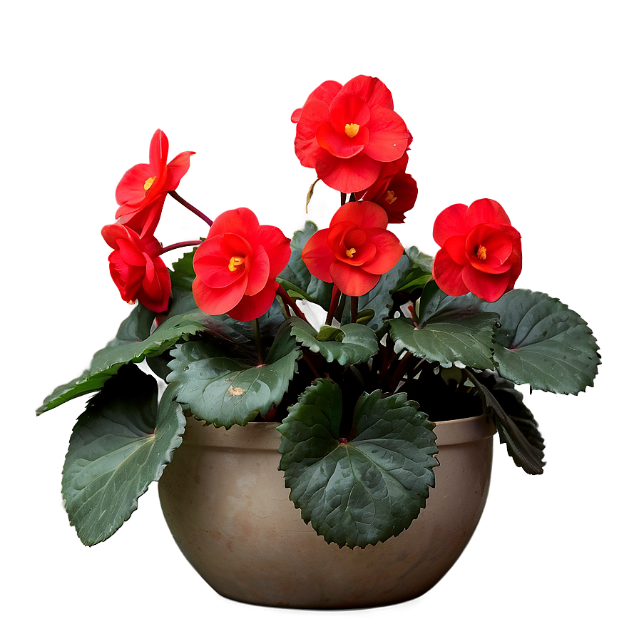 Red Begonias Beauty Png Ifp57 PNG image