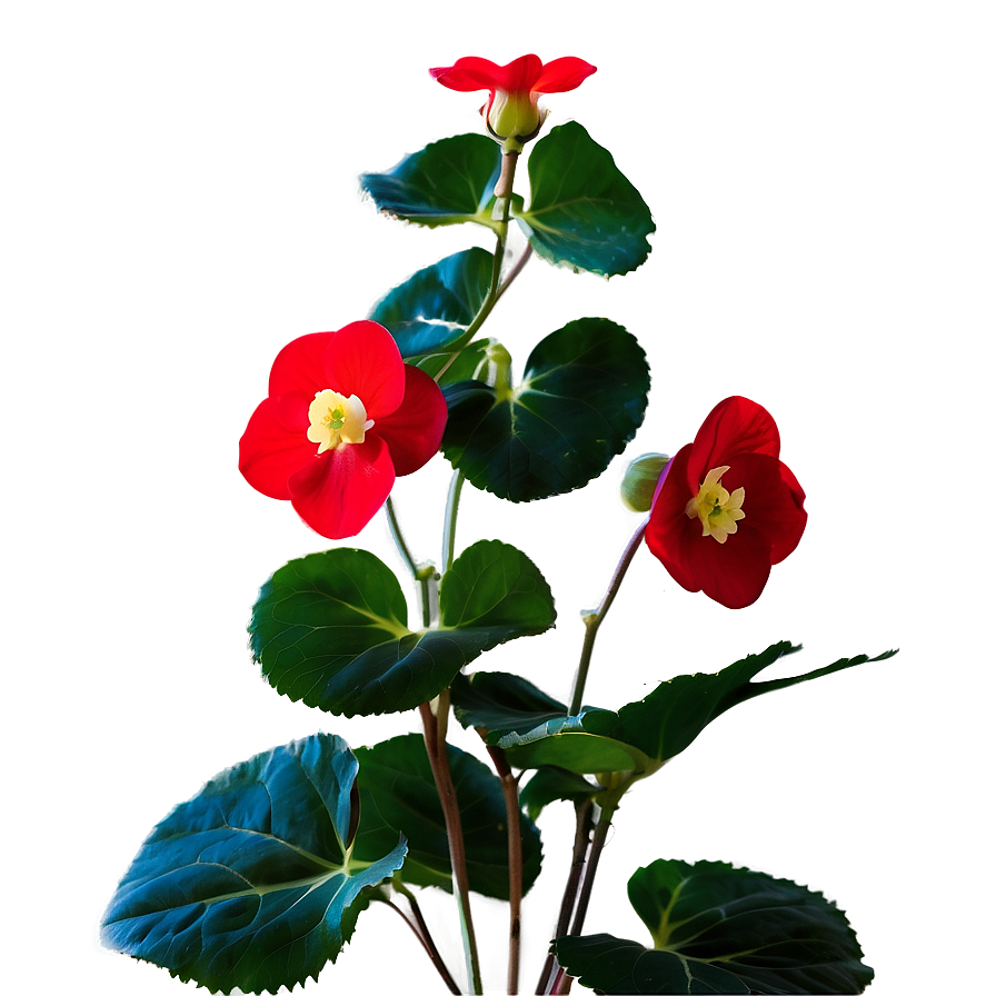 Red Begonias Beauty Png Lbb PNG image