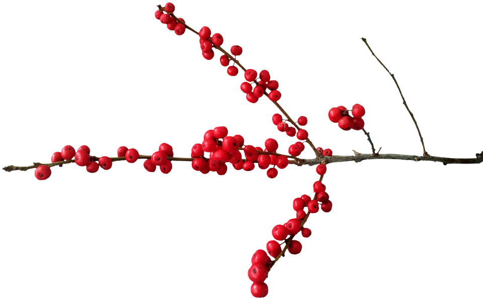 Red Berries Branch Transparent Background PNG image