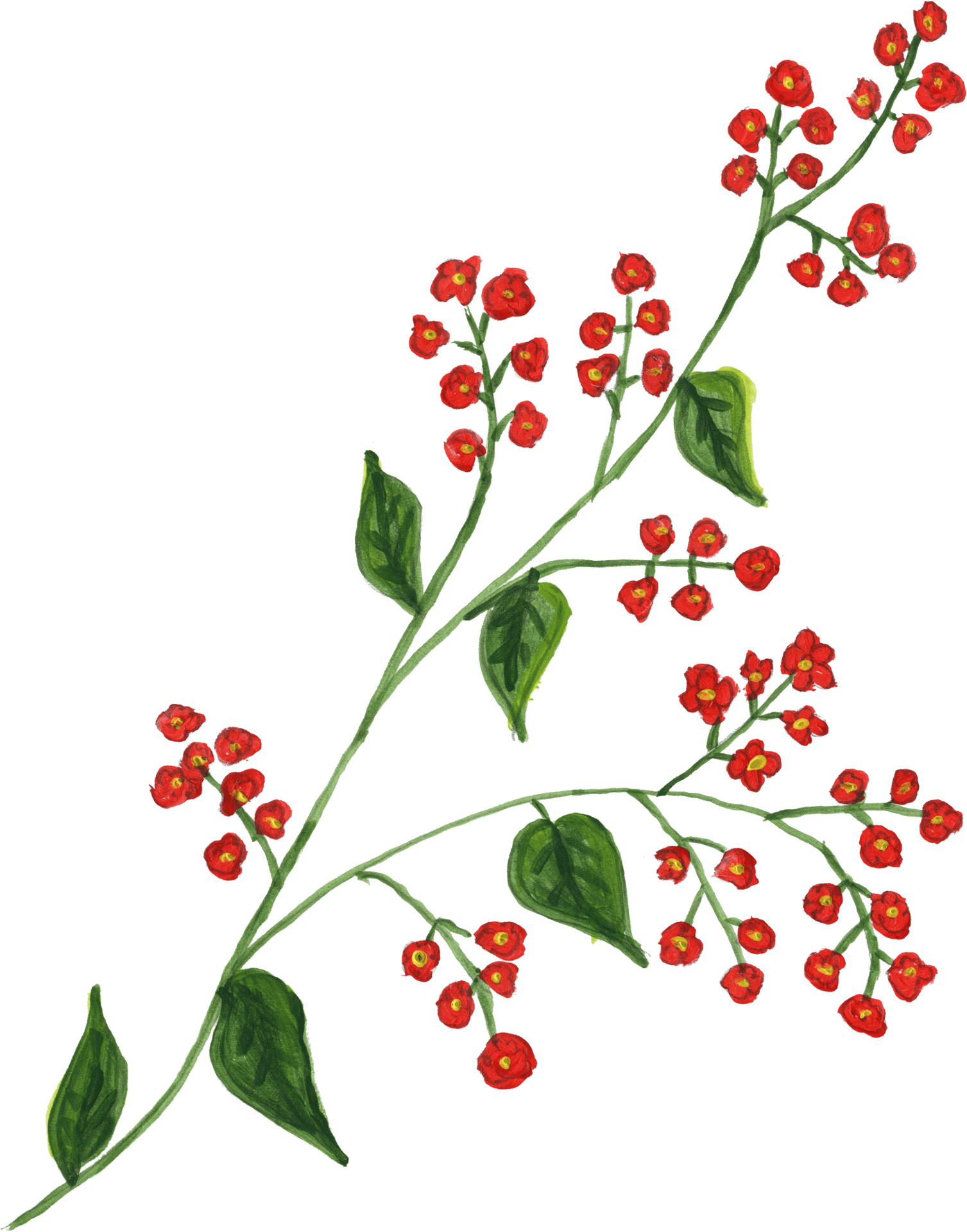 Red Berries Green Leaves Branch Illustration PNG image