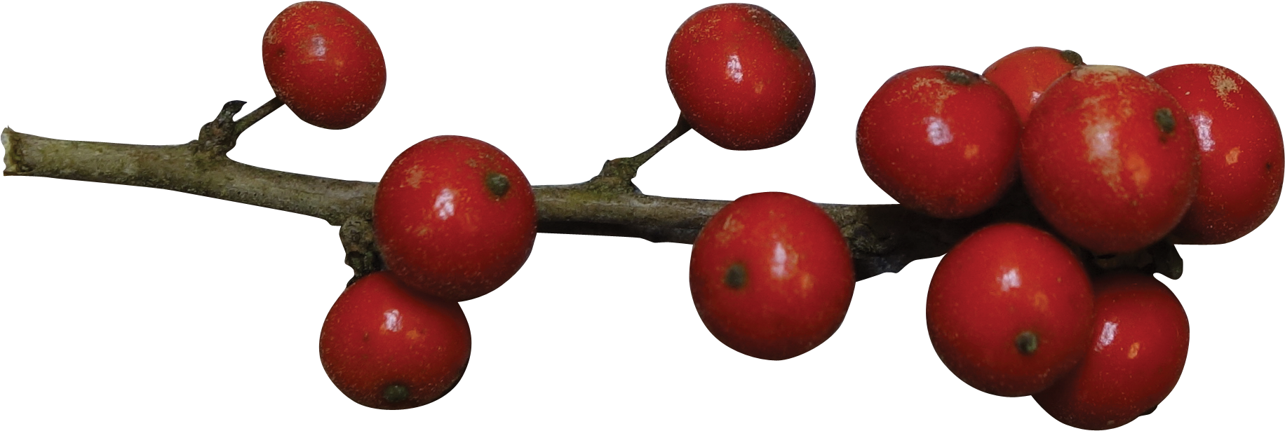 Red Berrieson Branch PNG image