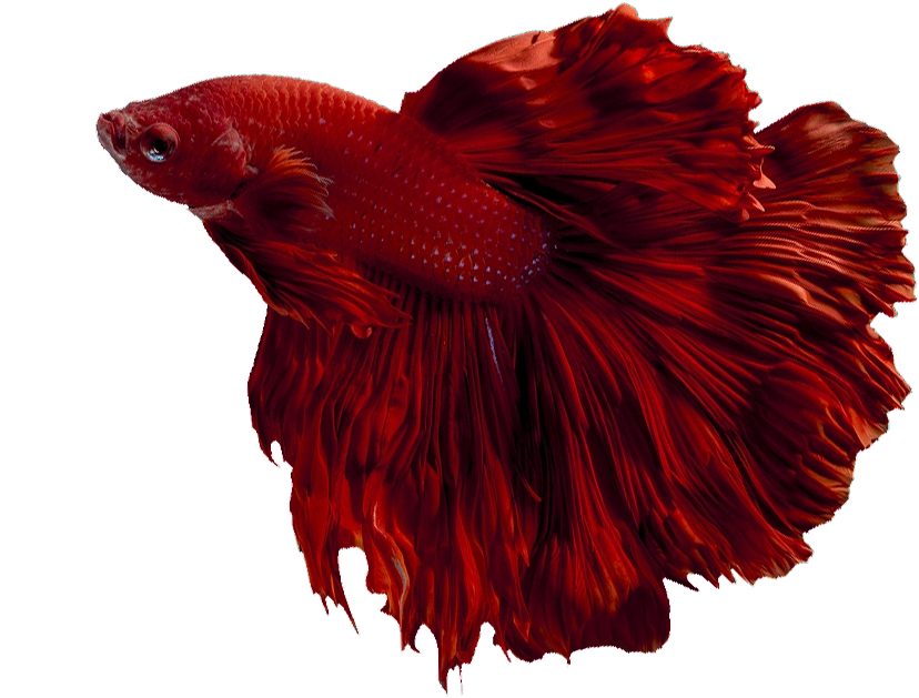 Red Betta Fish Elegant Swim PNG image