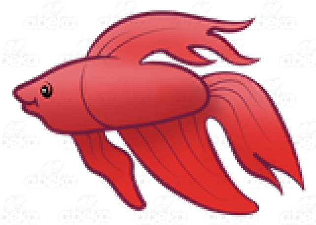Red Betta Fish Illustration PNG image