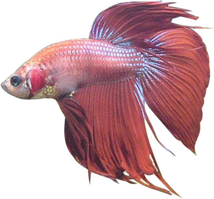 Red Betta Fish Swimming PNG image