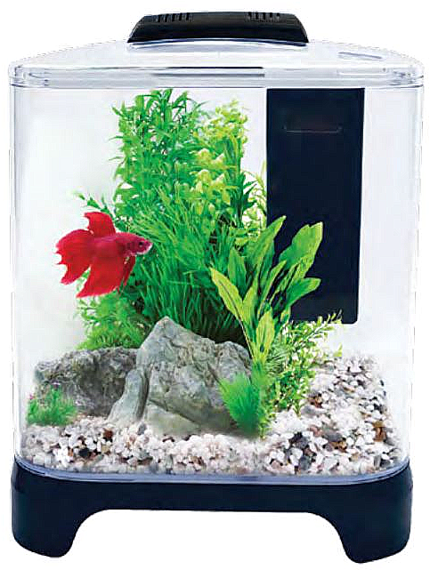 Red Betta Fishin Aquarium PNG image