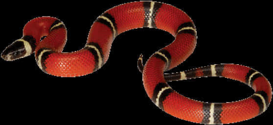 Red Black Banded Snake PNG image