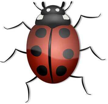 Red Black Ladybug Illustration PNG image