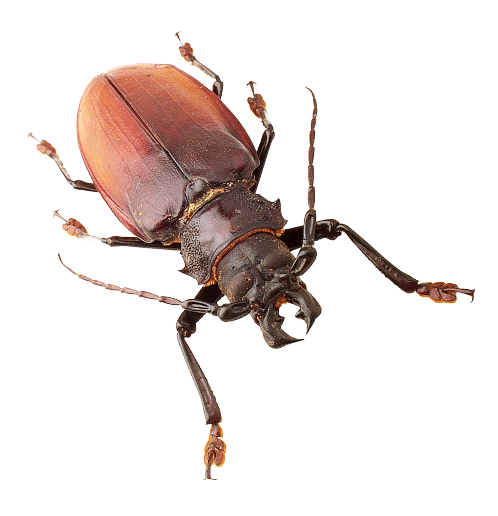 Red Brown Beetle Isolated Background PNG image