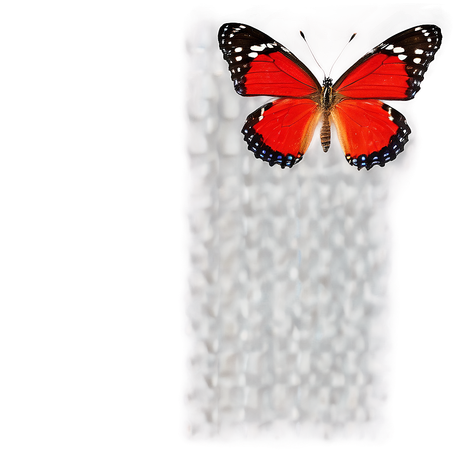 Red Butterfly Top View Png Gya PNG image