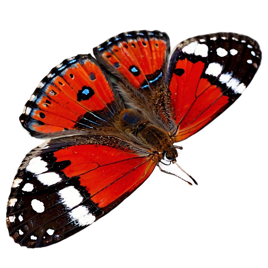 Red Butterfly Underwing Png 91 PNG image