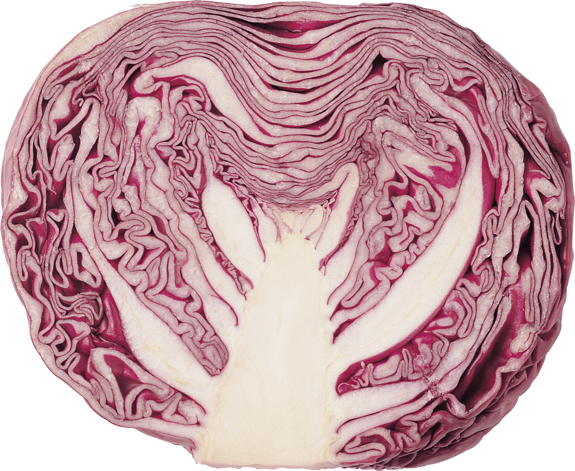 Red Cabbage Cross Section png PNG Image