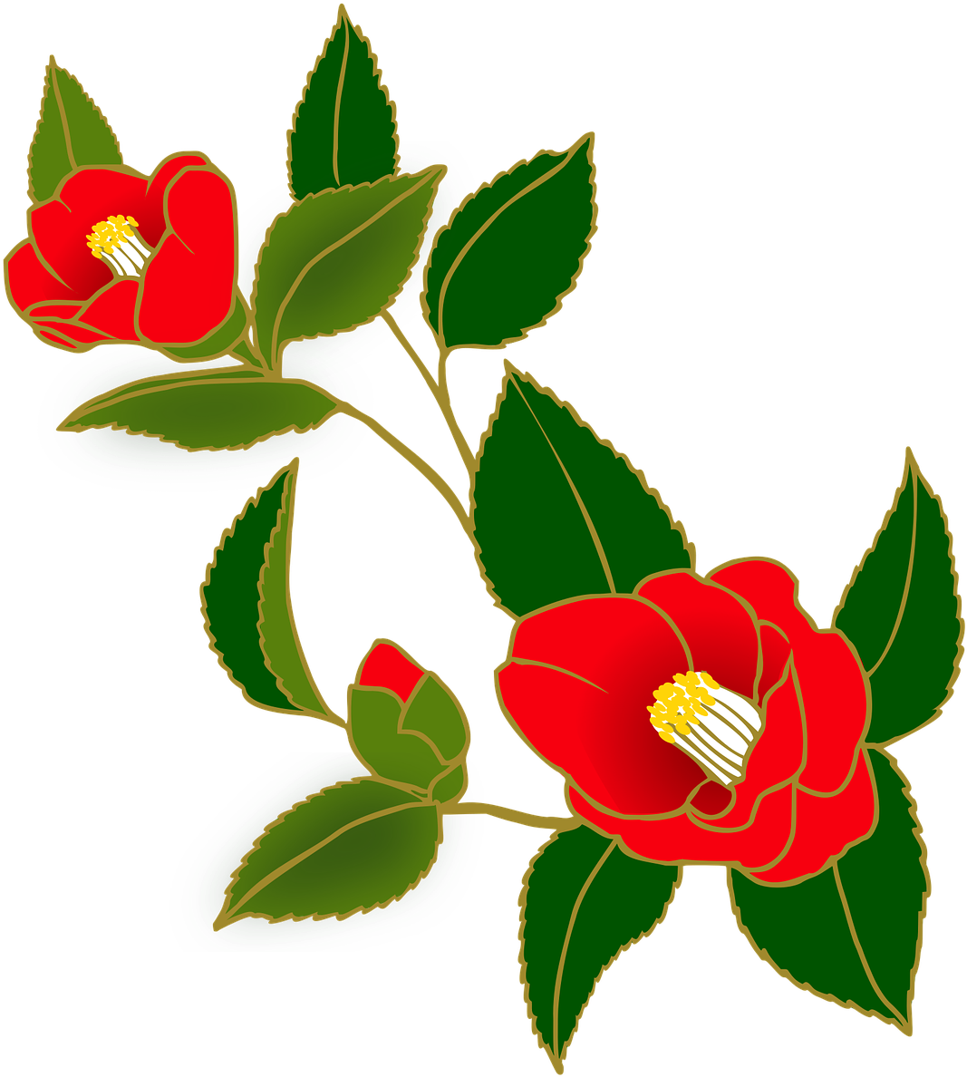 Red Camellia Illustration PNG image