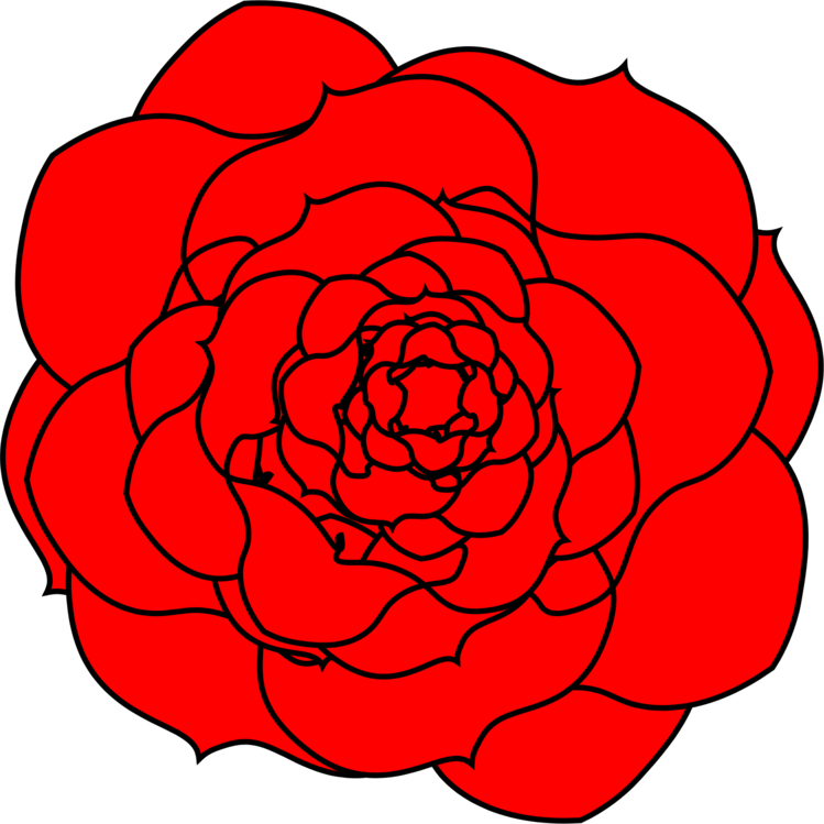 Red Camellia Vector Illustration PNG image