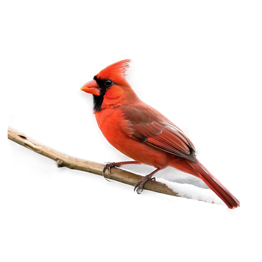 Red Cardinal C PNG image