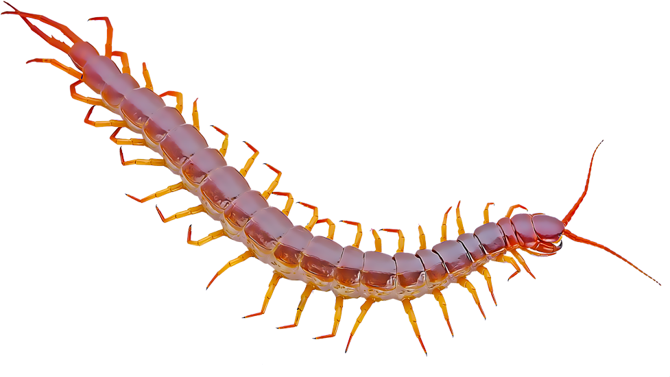 Red Centipede Closeup PNG image