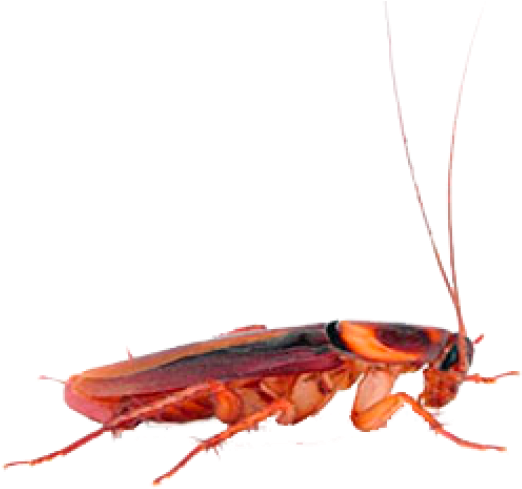 Red Cockroach Profile PNG image