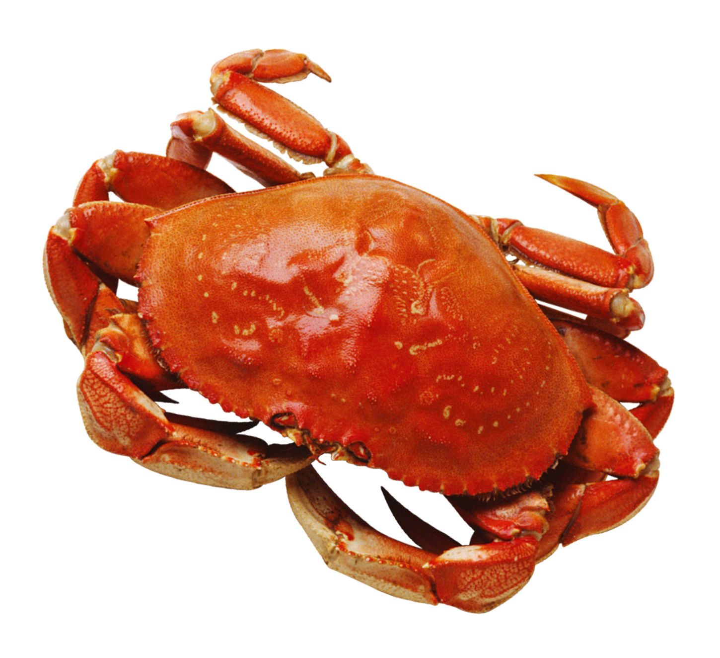 Red Crab Isolatedon Blue Background.png PNG image