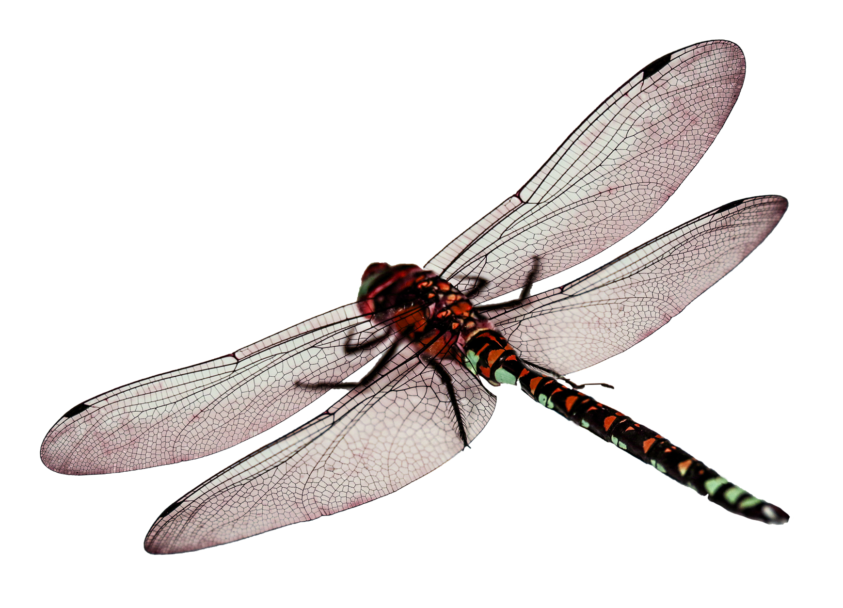 Red Dragonfly Transparent Background PNG image
