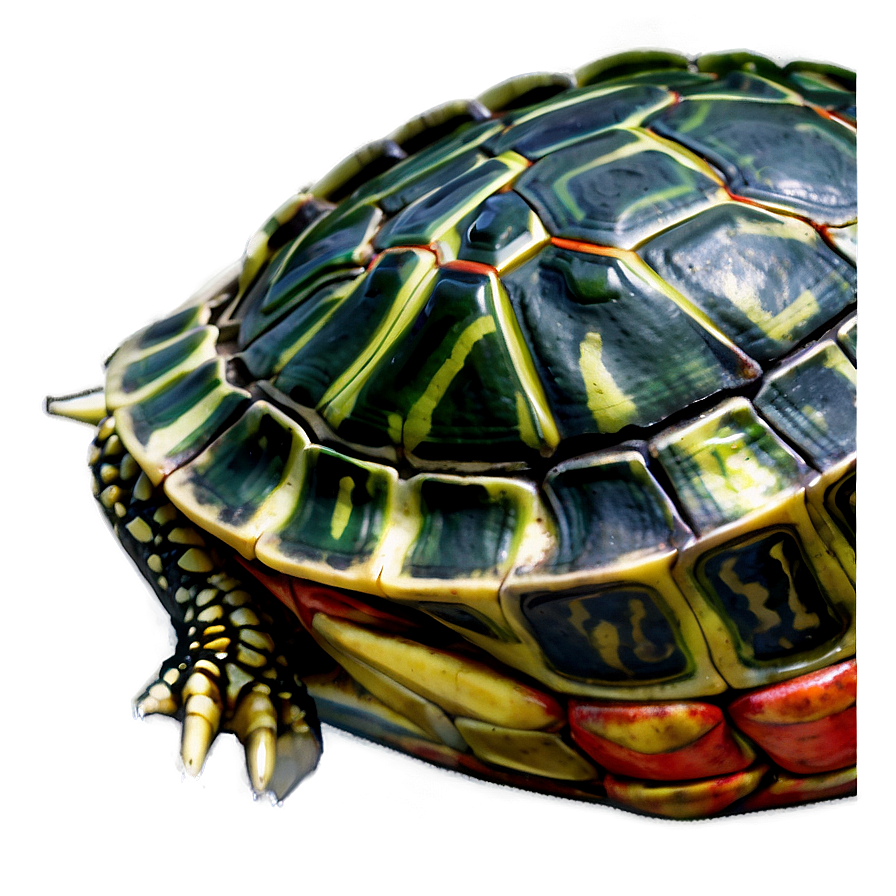 Red-eared Slider Turtle Png 11 PNG image