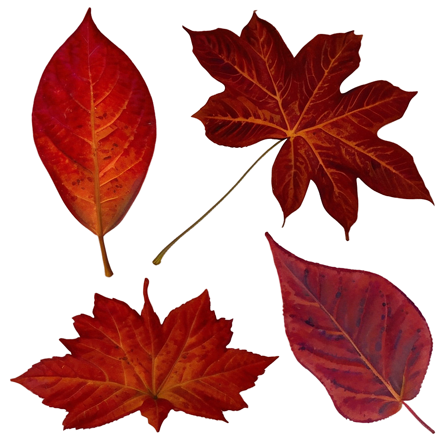 Red Fall Foliage Leaf Png 05252024 PNG image