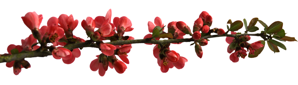 Red Flowering Branch Transparent Background.png PNG image