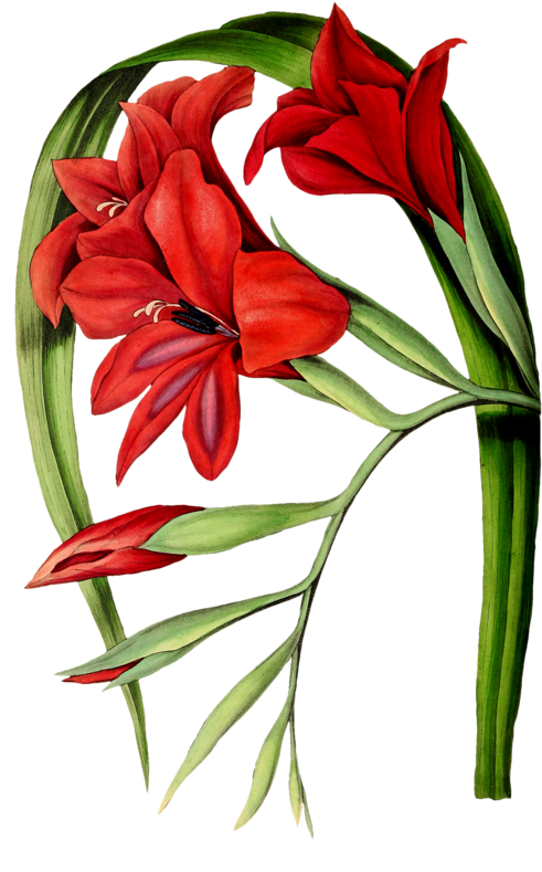 Red Gladiolus Botanical Illustration PNG image