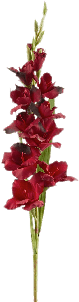 Red Gladiolus Stem Isolated PNG image