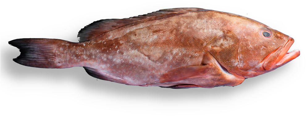 Red Grouper Side View PNG image