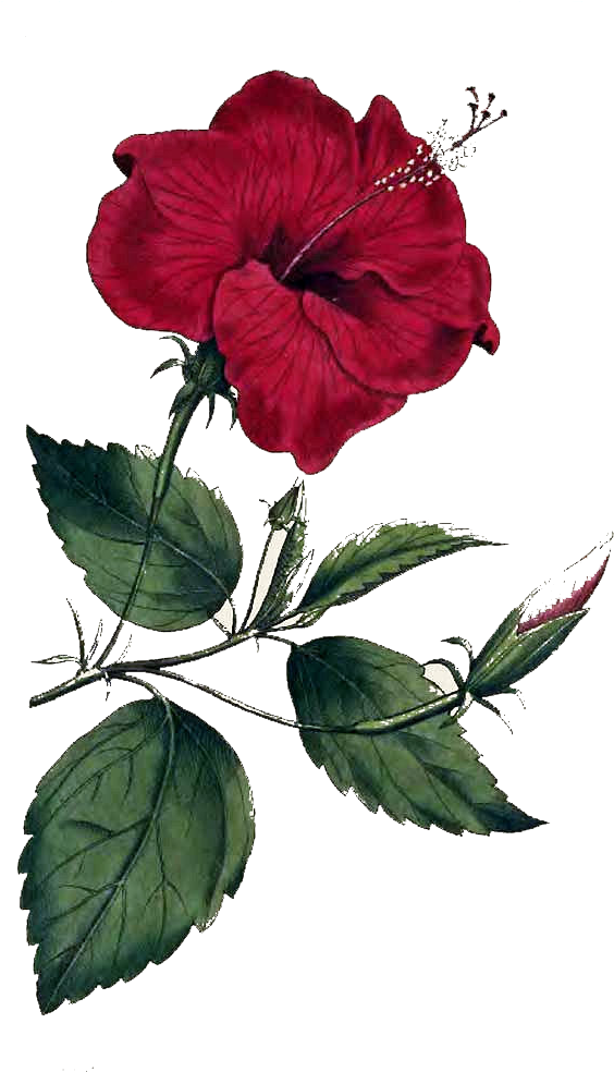 Red_ Hibiscus_ Flower_ Illustration PNG image