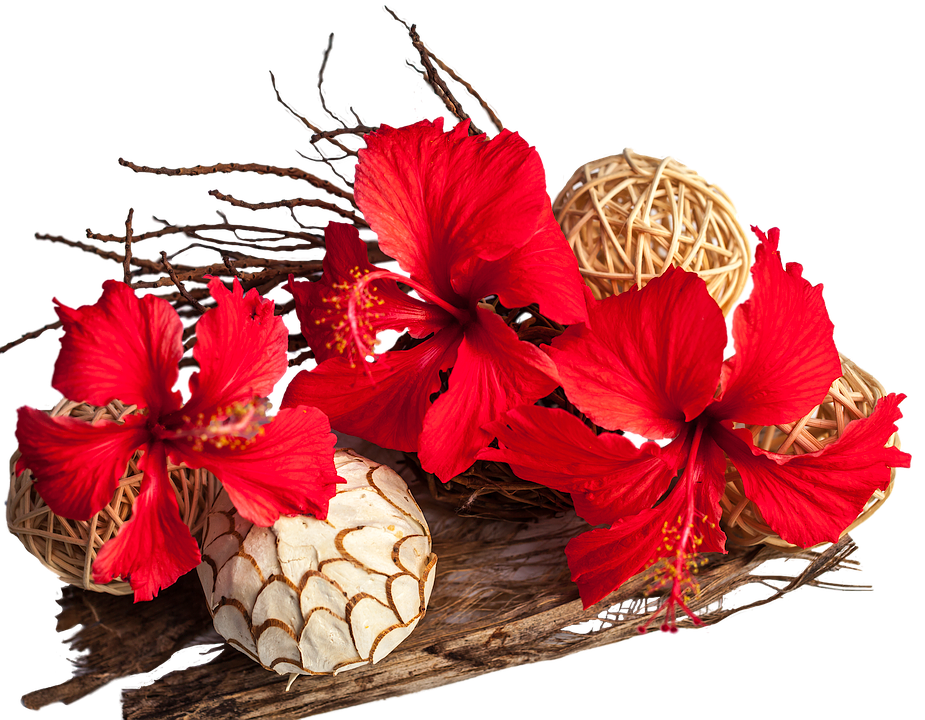 Red Hibiscus Flowers Arrangement PNG image