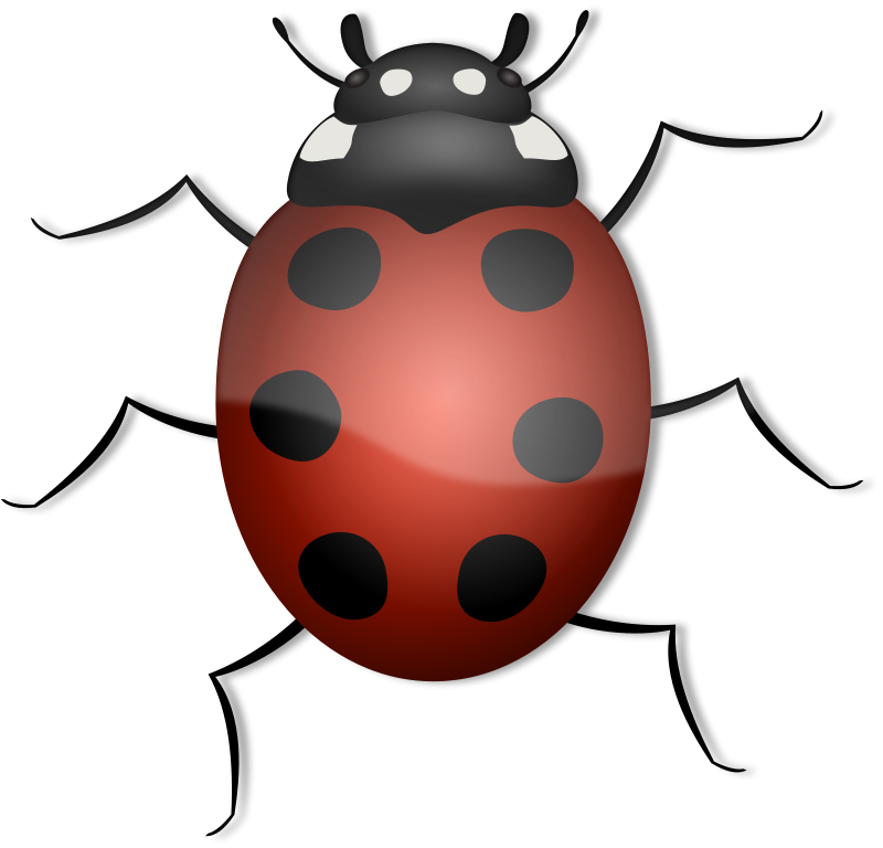 Red Ladybug Illustration PNG image