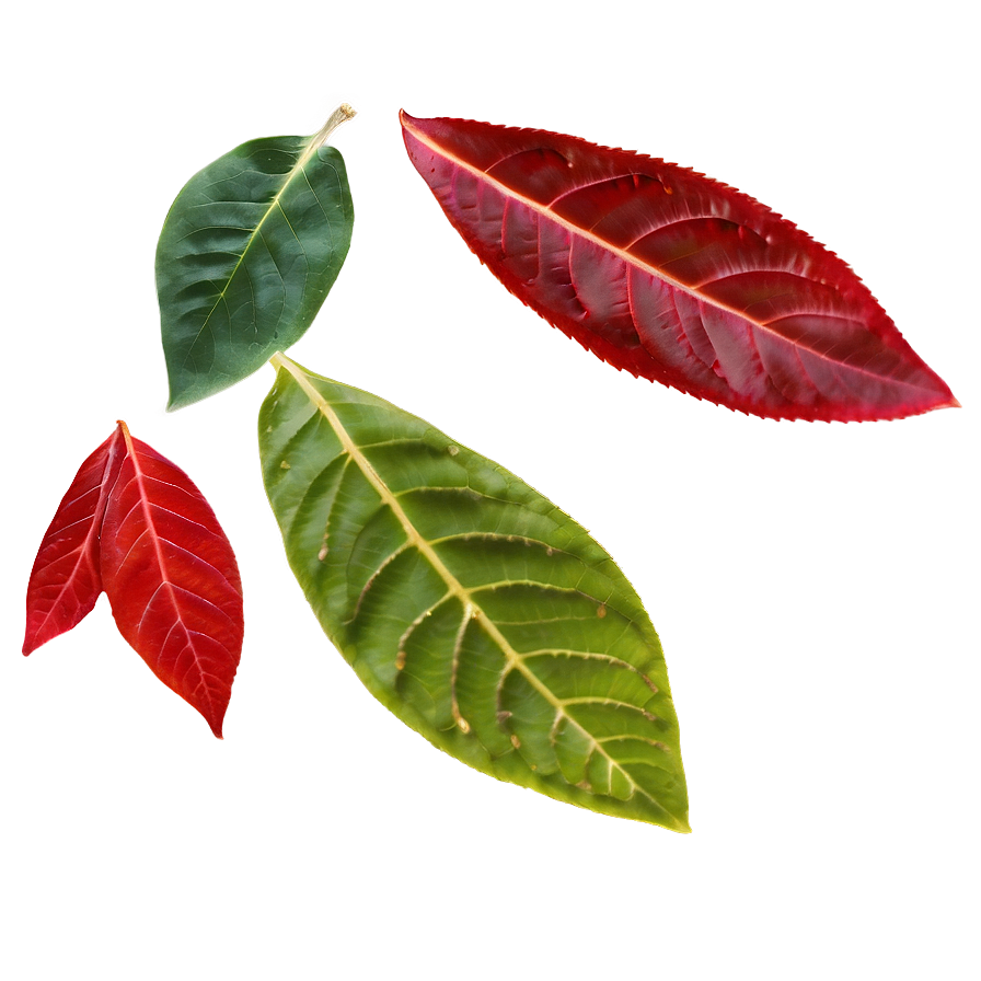 Red Leaf Png 05032024 PNG image