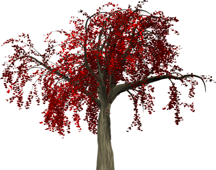 Red Leaved Treeon Black Background.jpg PNG image