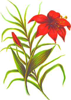 Red Lily Illustration PNG image