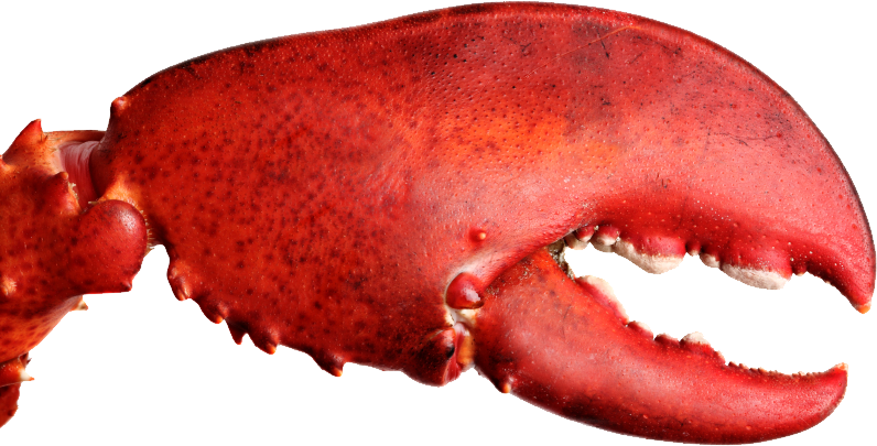Red Lobster Claw Closeup.png PNG image