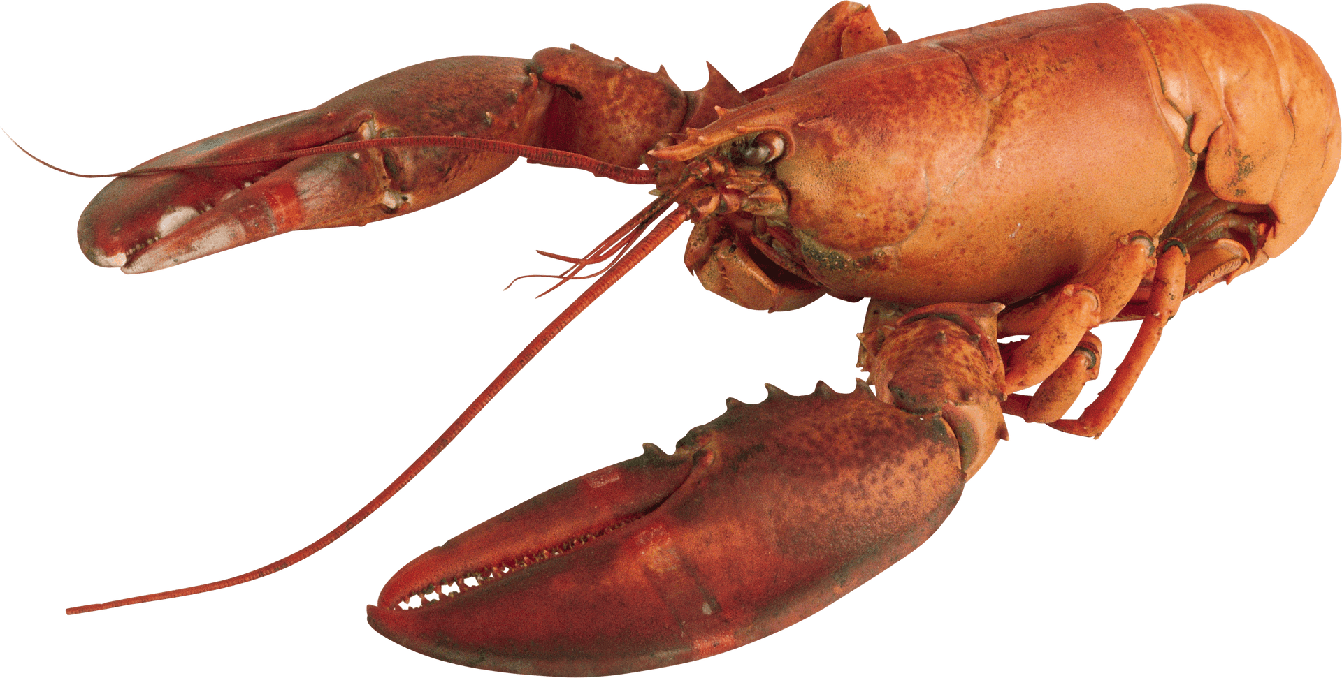 Red Lobster Isolatedon Transparent Background PNG image