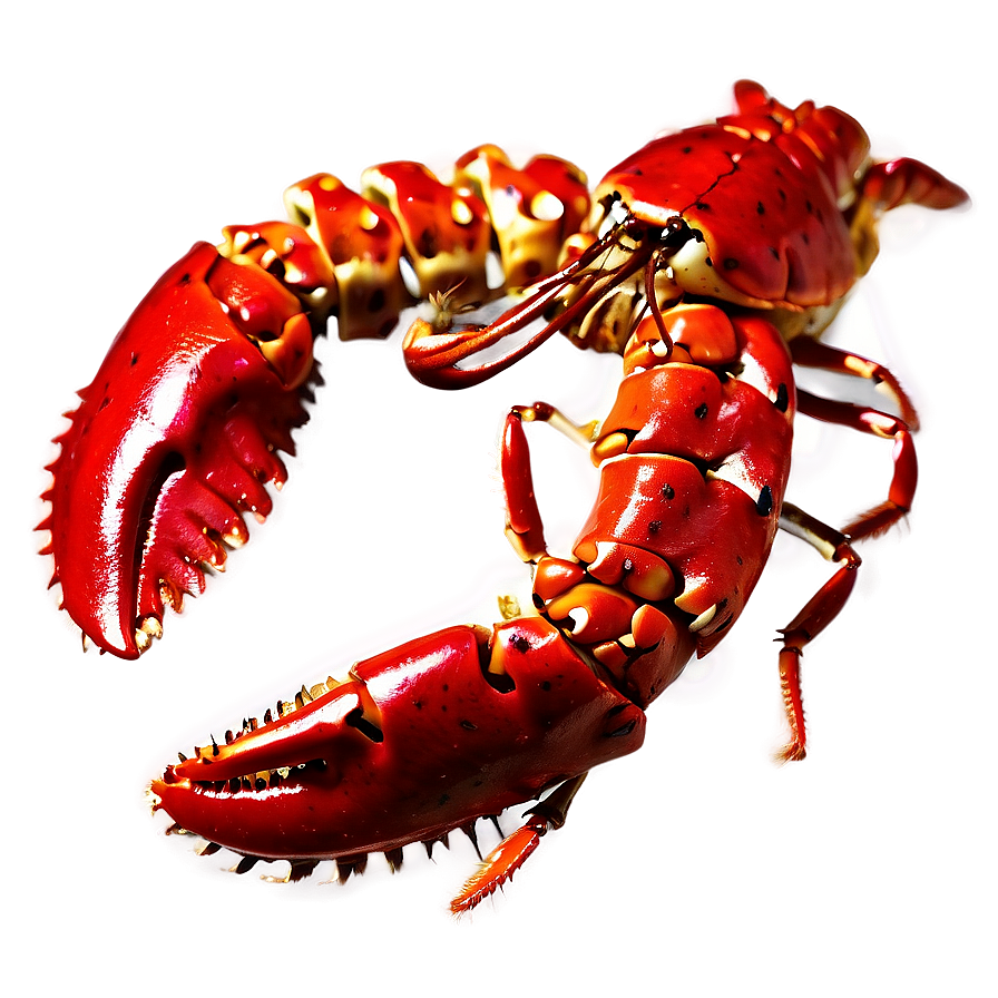 Red Lobster On White Background Png 63 PNG image