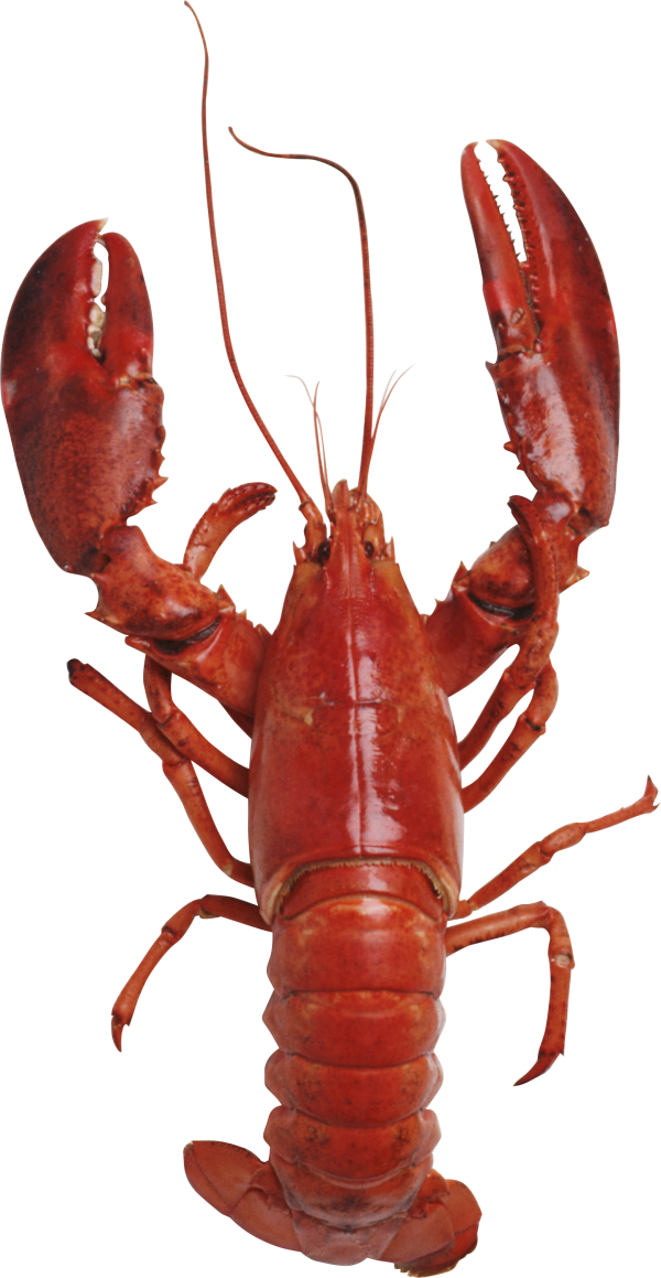 Red Lobster Standing PNG image