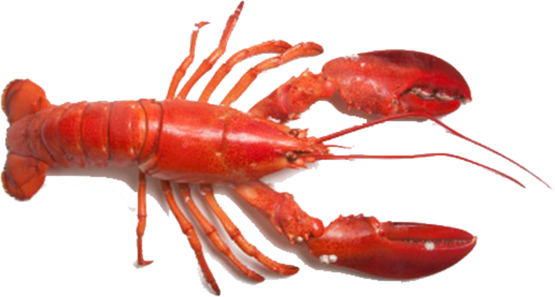 Red Lobster Transparent Background PNG image
