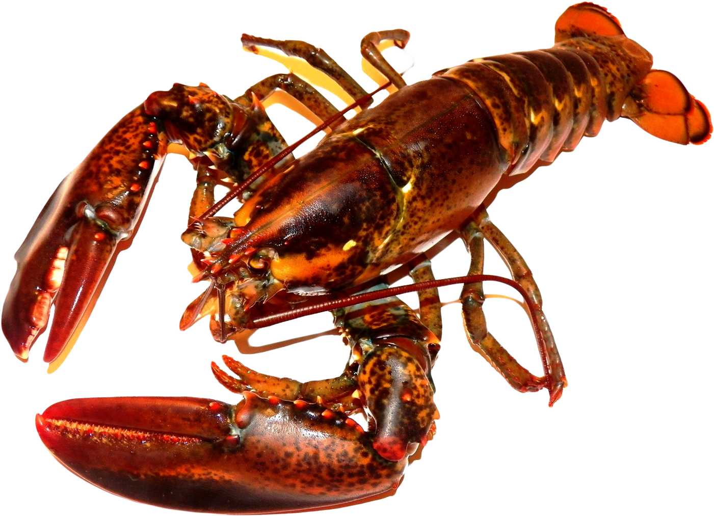 Red Lobster Transparent Background PNG image