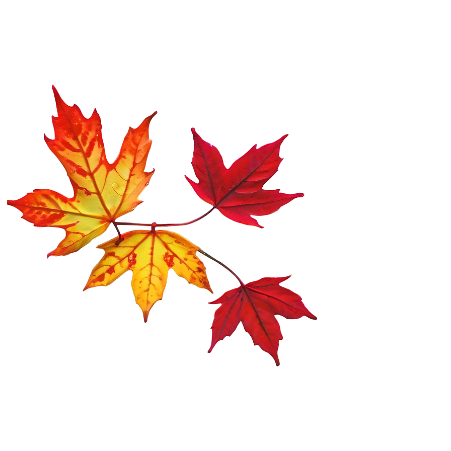 Red Maple Leaves Fall Png 05042024 PNG image