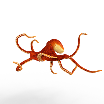 Red Octopus Black Background PNG image
