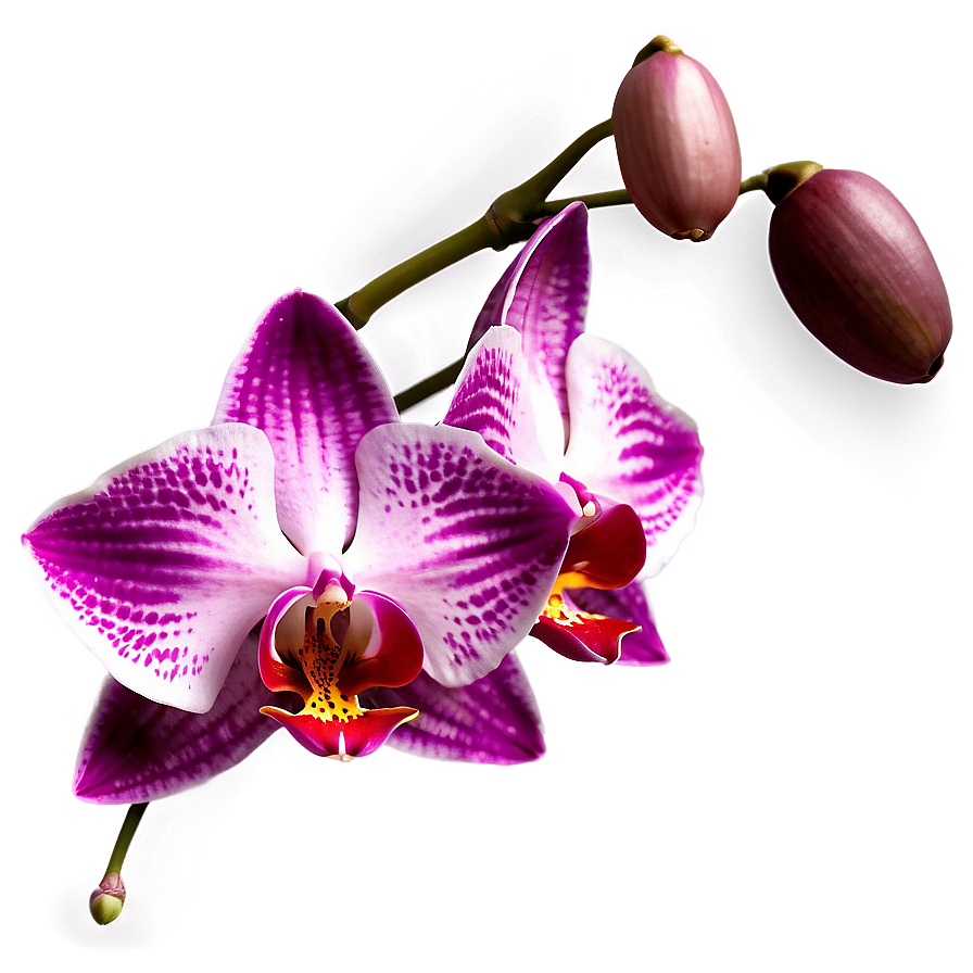 Red Orchid Png 05242024 PNG image