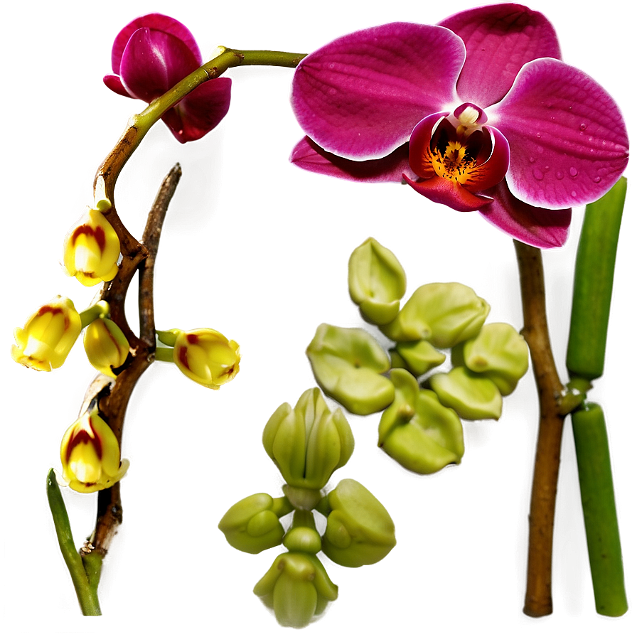 Red Orchid Png 05242024 PNG image