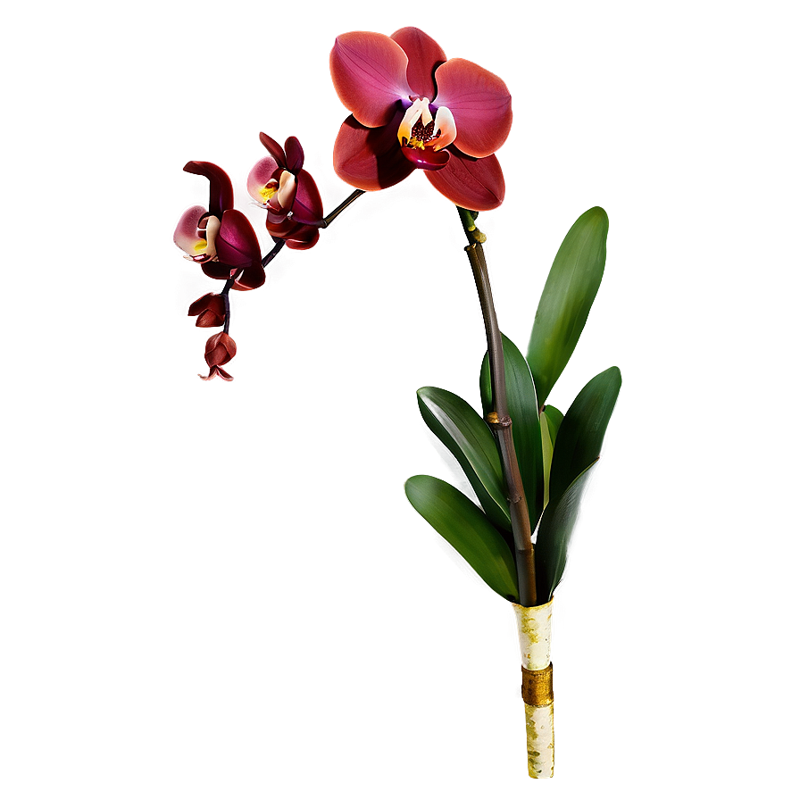 Red Orchid Png Ncb61 PNG image